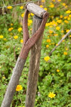 old and rusty shovel on nature around daisy flowers