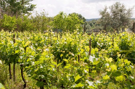 small vivid vineyard in the countryside