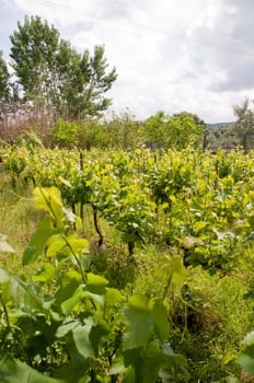 small vivid vineyard in the countryside