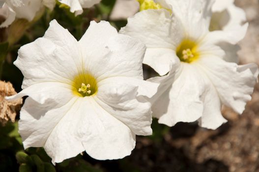 vibrant white petunia flower, native to South America