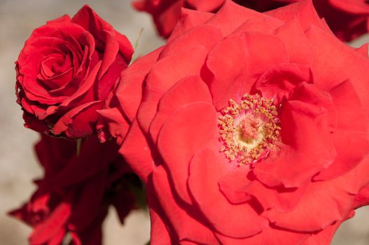 vibrant red salmon roses on a small garden