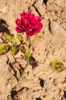 beautiful dark pink vibrant rose on a small garden