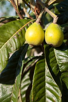 close up on gorgeous loquat fruits on a tree (not ready to pick)