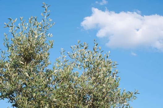 beautiful olive tree close-up against blue sky background 