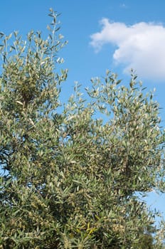 beautiful olive tree close-up against blue sky background 