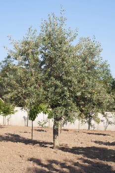 beautiful olive tree in a small farm (blue sky background)