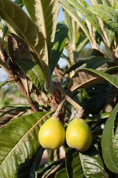 close up on gorgeous loquat fruits on a tree (not ready to pick)