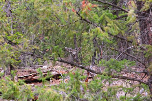 Young deer resting amongst trees in forrest