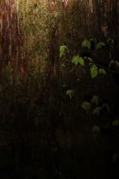 New green leaves against textured tree bark