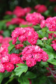 Bright pink blossoms on a fruit tree
