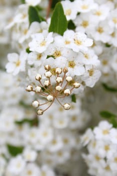 Small bunches of white yarrow flowers, achillea millefolium