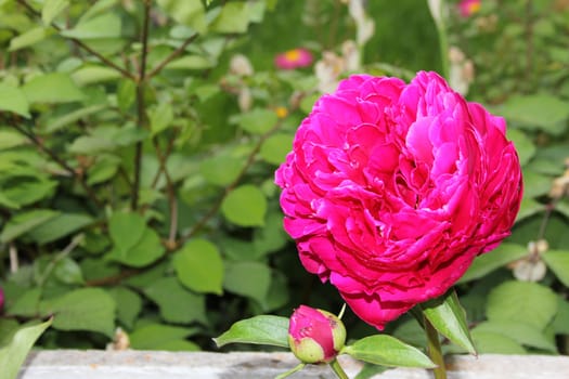 Large pink flower against rose bush background