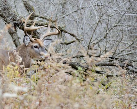 Whitetail Deer Buck standing in a thicket.