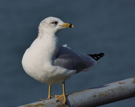 A ring-billed seagull perched on a metal rail.