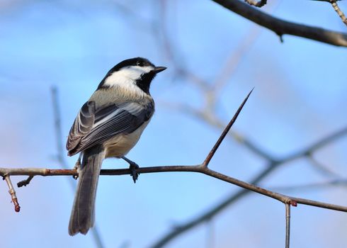 A black-capped chickadee perched on a tree branch.