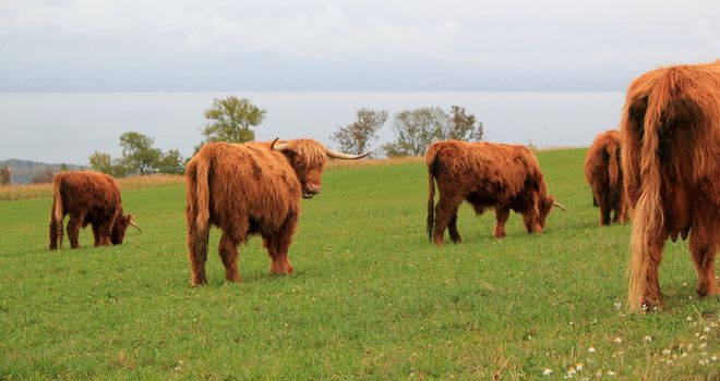 Herd of beautiful highland cows and calf eating the green grass in the mountain by autumn weather
