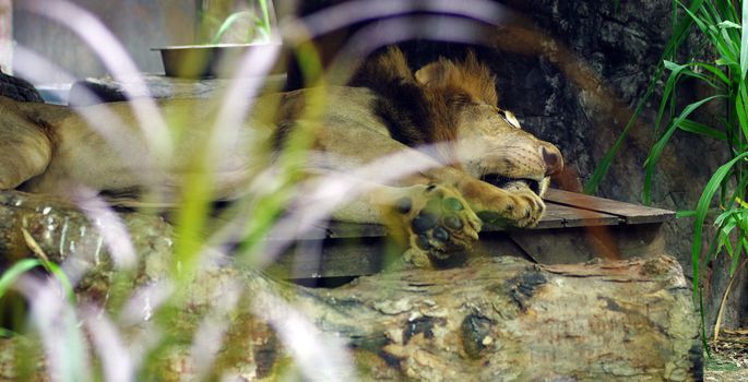A lion sleep in Thailand nature zoo
