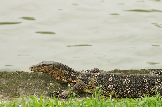 A banded monitor lizard , Varanus salvator