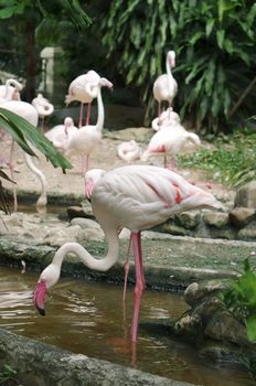Flamingos live  in the Thailand nature zoo