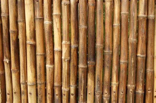 a shot of a bamboo grove featuring rich golden bamboo