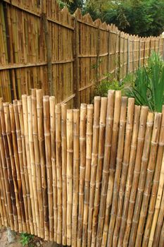 a shot of a bamboo grove featuring rich golden bamboo
