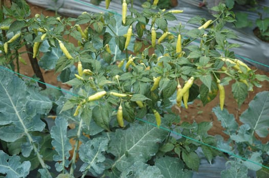 close-up of mini green chili pepper on the vine
