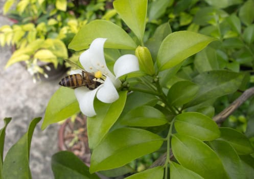 A bee is enjoy eating.