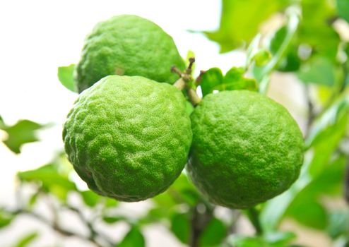 kaffir lime in the garden