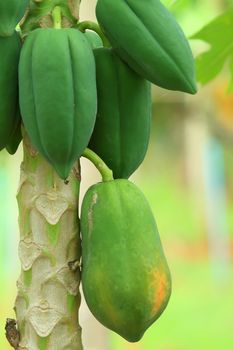 Bunch of Papayas hanging from the tree