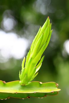 dragon fruit bud