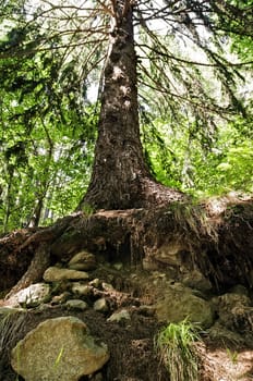 A norway spruce or red-deal (Picea Excelsa) with some stones on the foreground