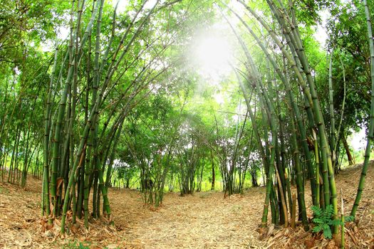 Bamboo forest. Asian Bamboo forest with morning sunlight