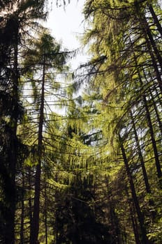 norway spruce or red-deal (Picea Excelsa) forest