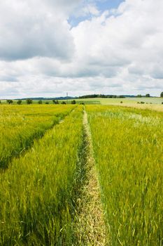 Field of wheat growing in early summer