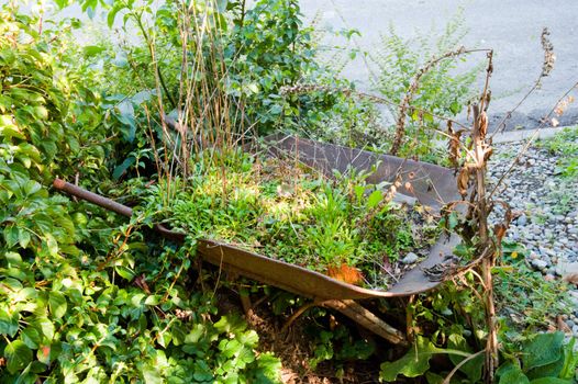 Overgrown wheelbarrow