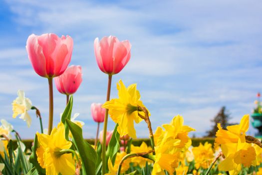 Nice blossom of spring, tulips, narciss on blue sky