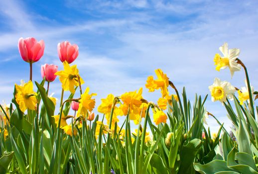 Nice blossom of spring, tulips, narcissus on blue sky