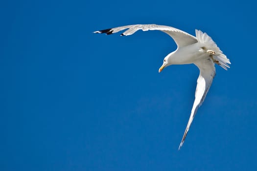 Croatian sea gull flying  with blue sky in background