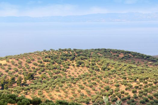 hill with olives trees