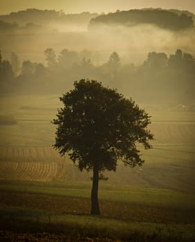 Single tree silhouette in morning fog, vintage look