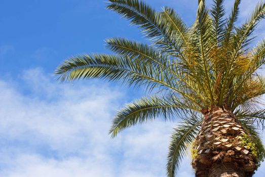 Palm from the Capri Island in Naples bay