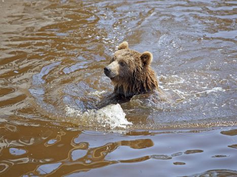 A brown bear washing in the waters