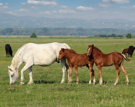 white horse and brown foals in pasture