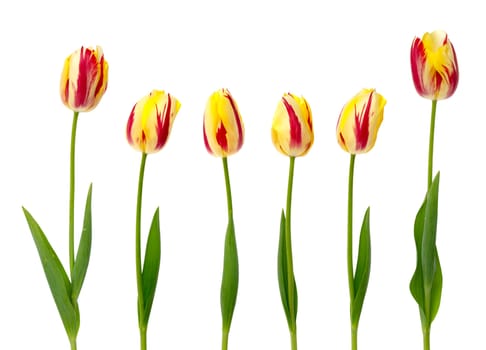 Set of  yellow and red tulips on a white background.