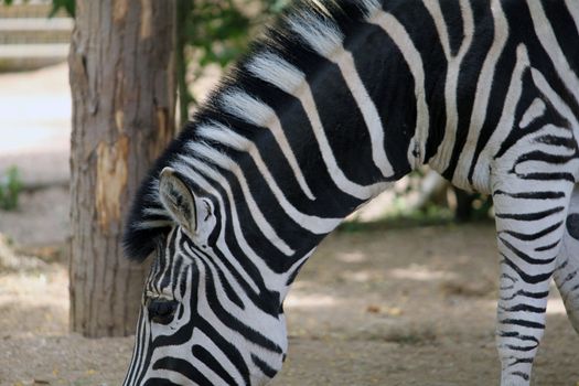 part of a Zebra in field 