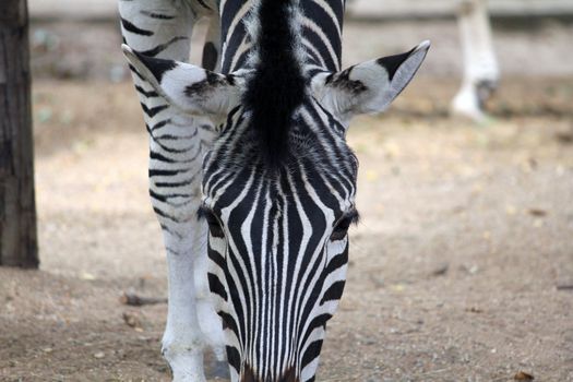 close up of a zebra grazing in a field