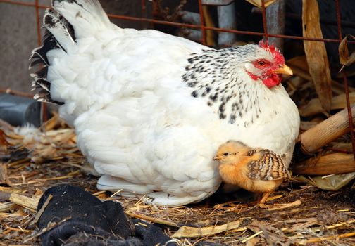 adult white hen with baby chicken outdoor