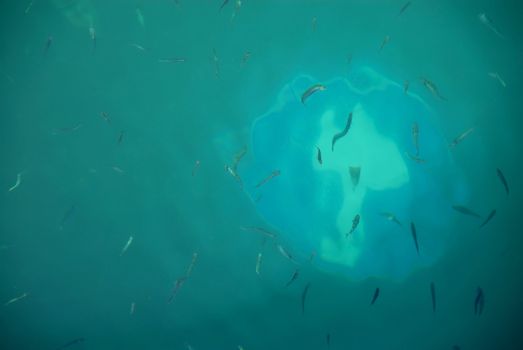 traffic direction sign under greenish blue water with fish