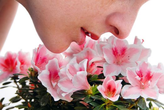 woman enjoying in smelling of pink Azalea flowers closeup