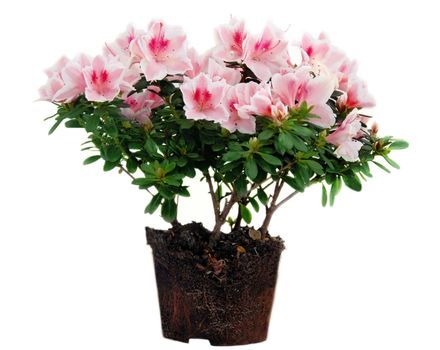 blooming pink Azalea flowers with root over white background isolated